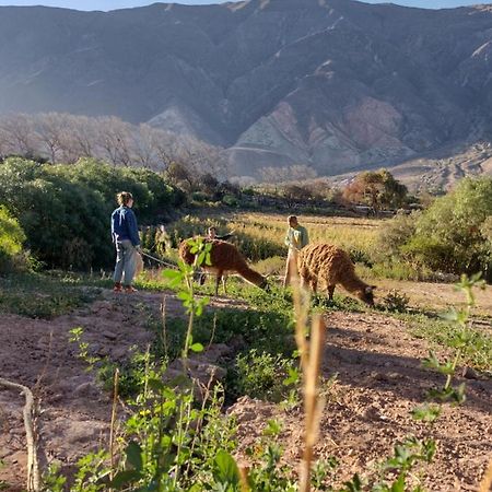 Dormir Con Llamas Maimará Zewnętrze zdjęcie
