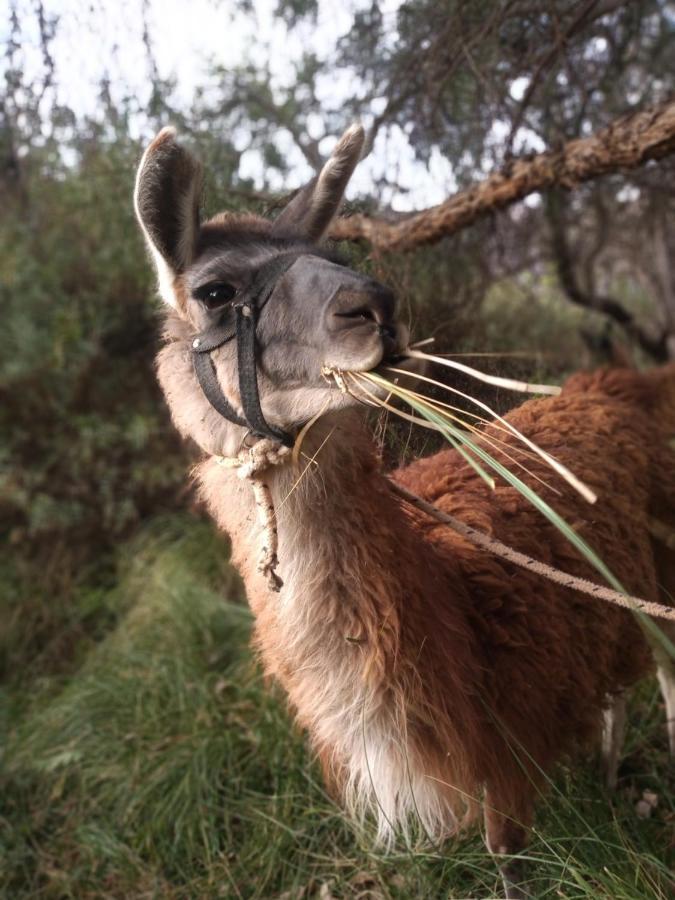 Dormir Con Llamas Maimará Zewnętrze zdjęcie