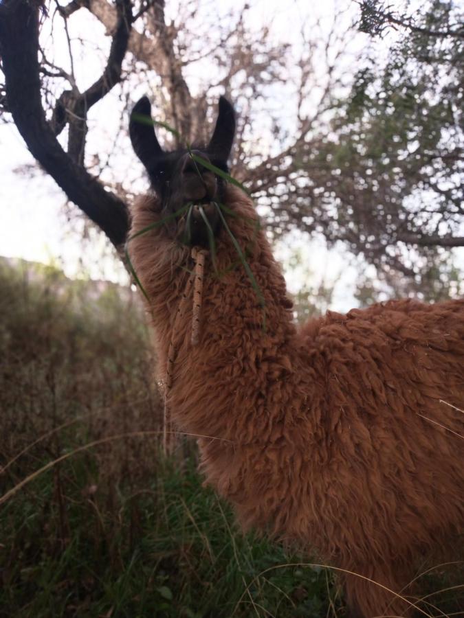 Dormir Con Llamas Maimará Zewnętrze zdjęcie