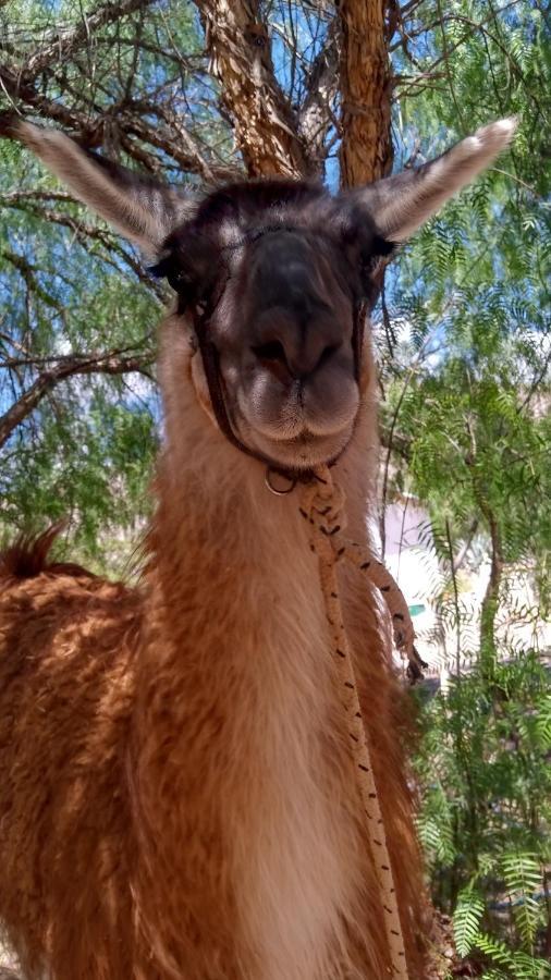 Dormir Con Llamas Maimará Zewnętrze zdjęcie