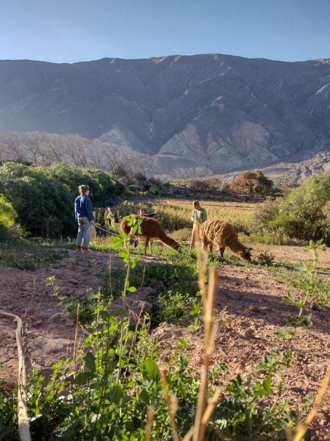 Dormir Con Llamas Maimará Zewnętrze zdjęcie